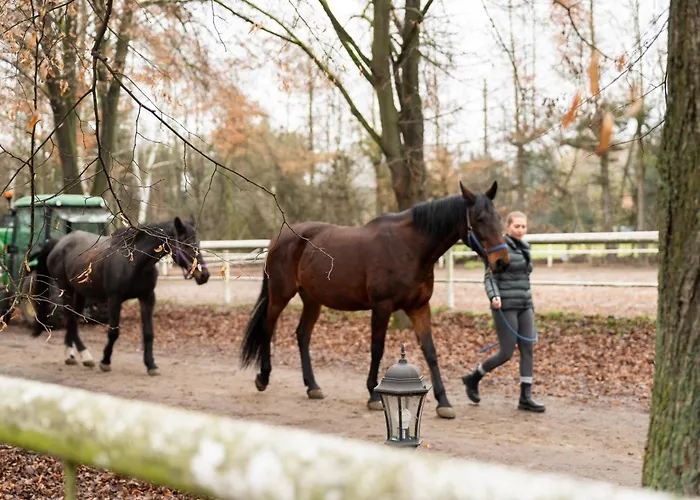 Goscinne Cheval Проживание в семье Краков
